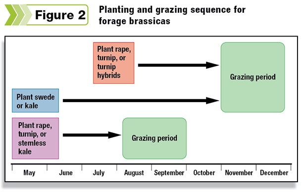 Planting and grazing sequesnce for forage brassicas