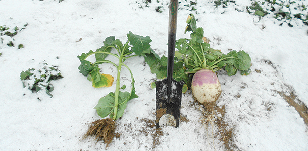 New Youk turnips