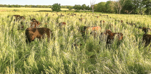 cattle grazin rye grass cover crop