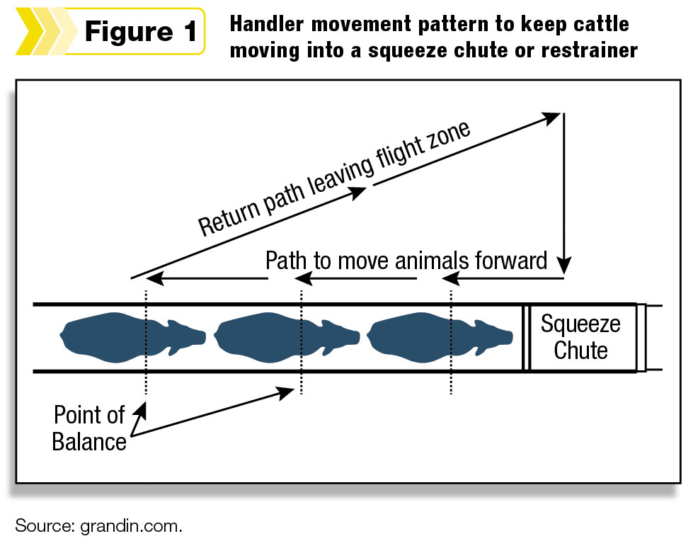 Handler movement pattern Figure 1