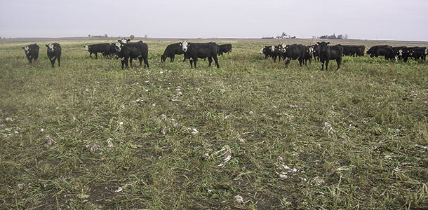 cattle grazing turnips and oats