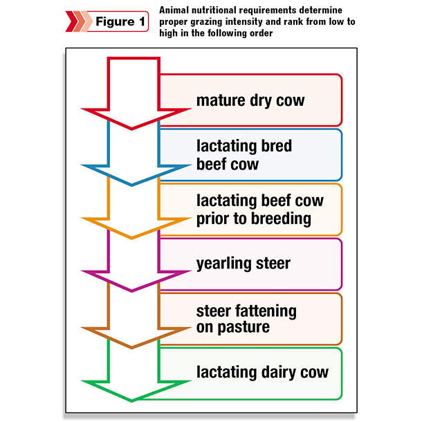 Animal nutritional requirements determine proper grazing 