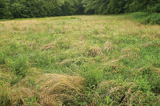 Hay field waiting to be mown due to rain