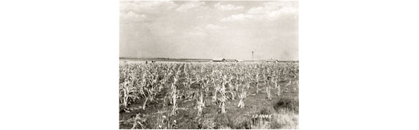 Topsoil loss began to become serious beginning about 1930