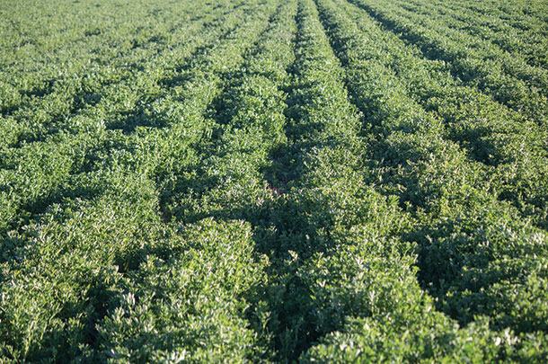 Alfalfa is a popular legume