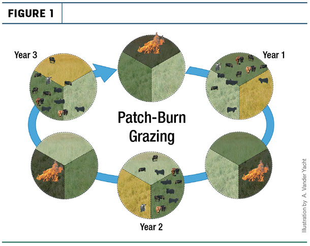 Patch-Burn grazing