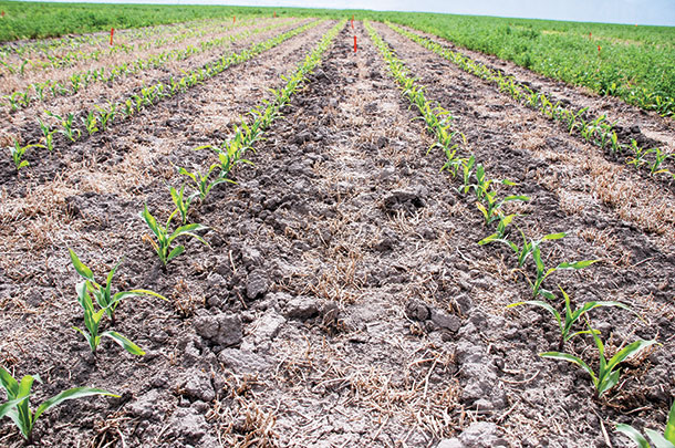 Strip-till corn planted after alfalfa