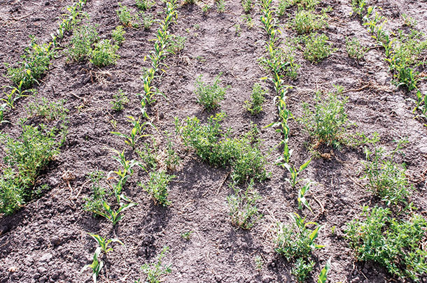 Alfalfa regrowth in corn after conventional tillage