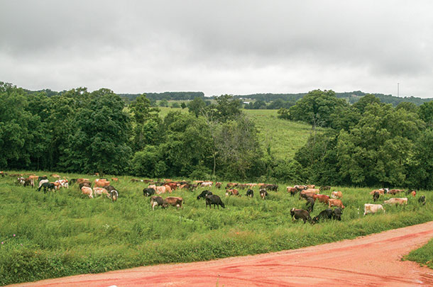 Cattle grazing a perennial mix