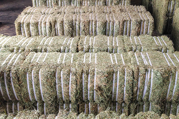 Pressed hay ready for export