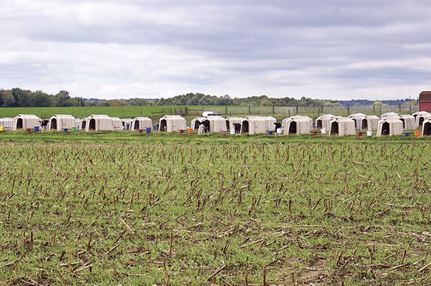 Cover crops and calf hutches