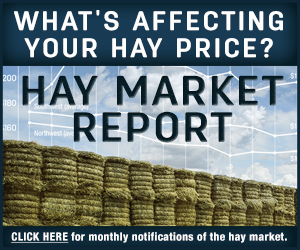 hay market report 300x250
