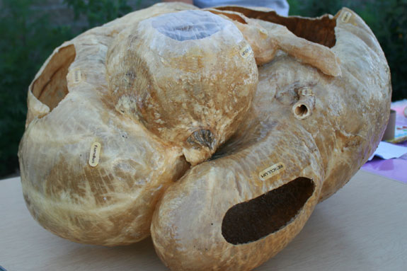 digestion of food content for cows with this preserved stomach.