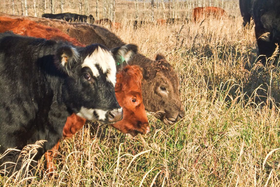 cattle on grass