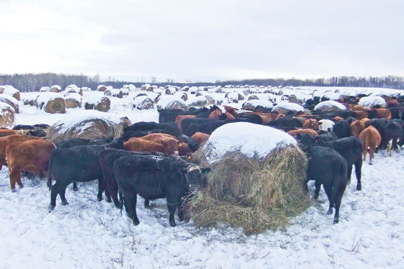 cattle with round bales