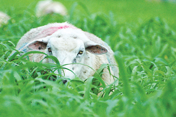 Sheep, grass