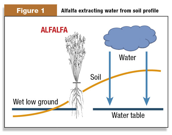 Alfalfa extracting