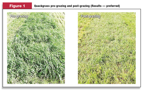 Quackgrass pre-grazing and post-gazing