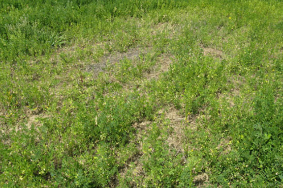Alfalfa patch boron deficiency