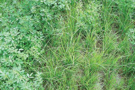 Tiffany grass