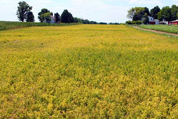 Severely stunted and yellow alfalfa field
