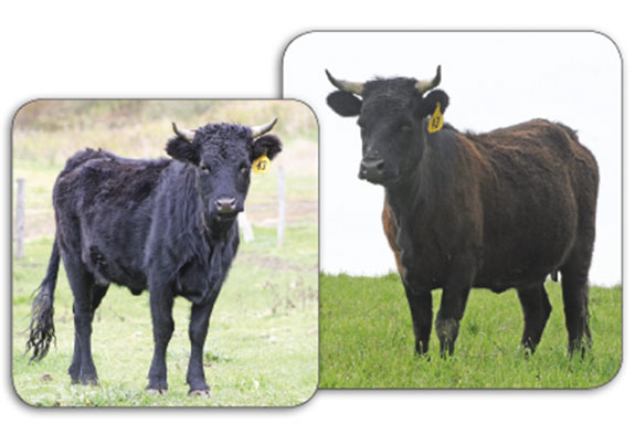 Rich Barrows cattle