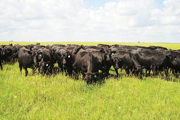 Replacement heifers at Kopriva Angus