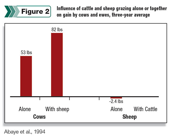 Influence of cows and sheep grazing together