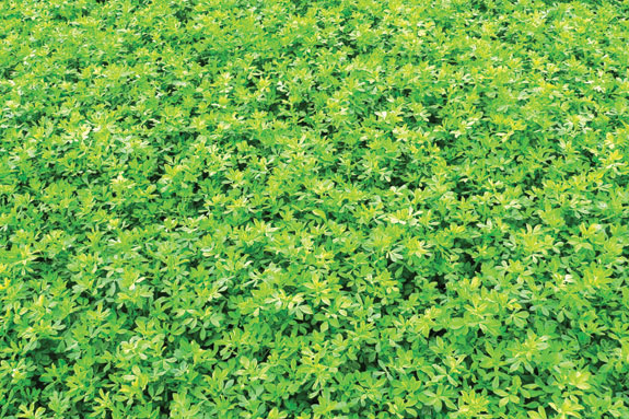 Alfalfa crop