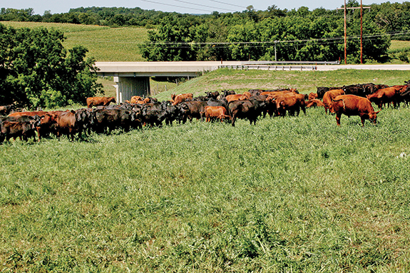 Jason and Jordan Klinge cattle Farmersburg, Iowa