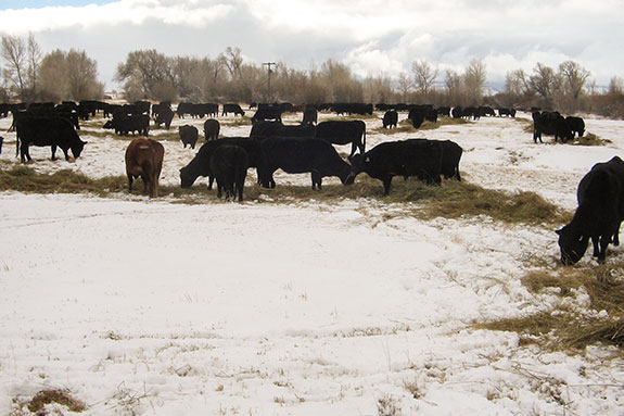 Sims Cattle Co. LLC windrow grazing