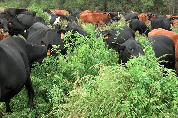Mashona cattle graze in ultra-high stocking