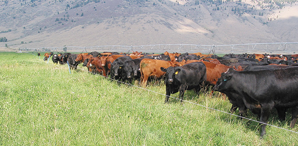 Cows in alfalfa field