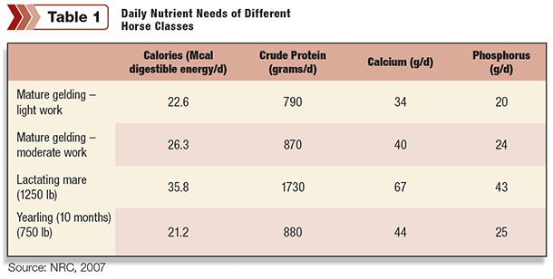 Daily nutrient needs of different classes of horses
