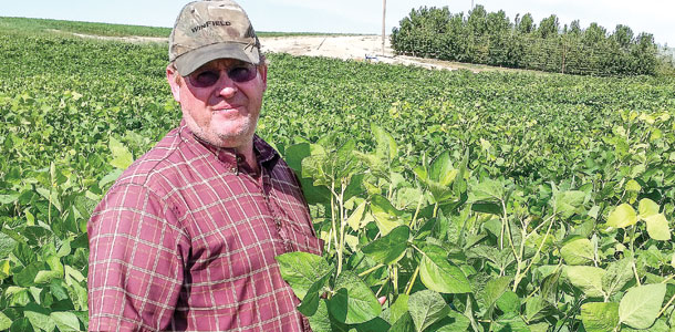 Jeb Whitby stands next to his soybeans