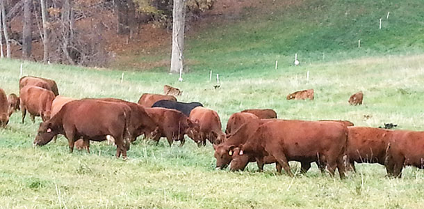 fall-calving pairs grazing