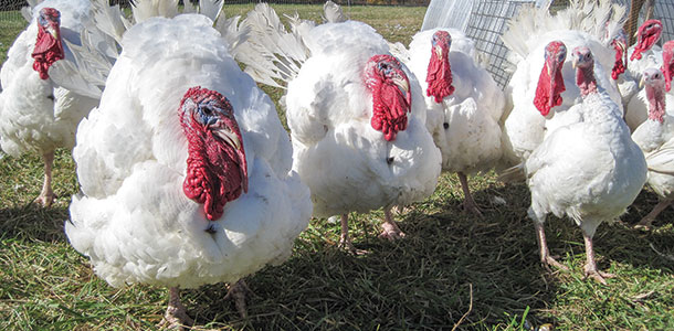 Pasture taised turkeys