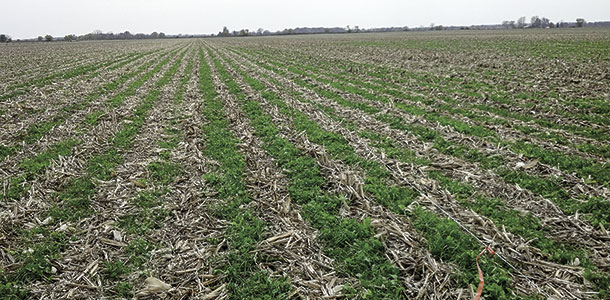 field of turnips and annual ryegrass