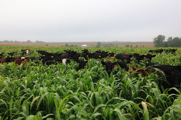 cattle grazing cover crops