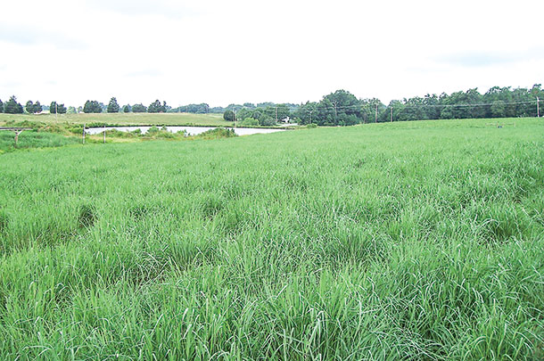 Switchgrass is a tall-growing species