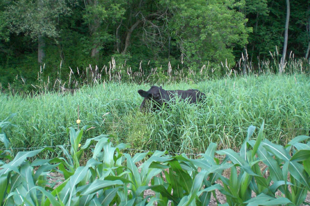 Angus cow grazing in reed canarygrass