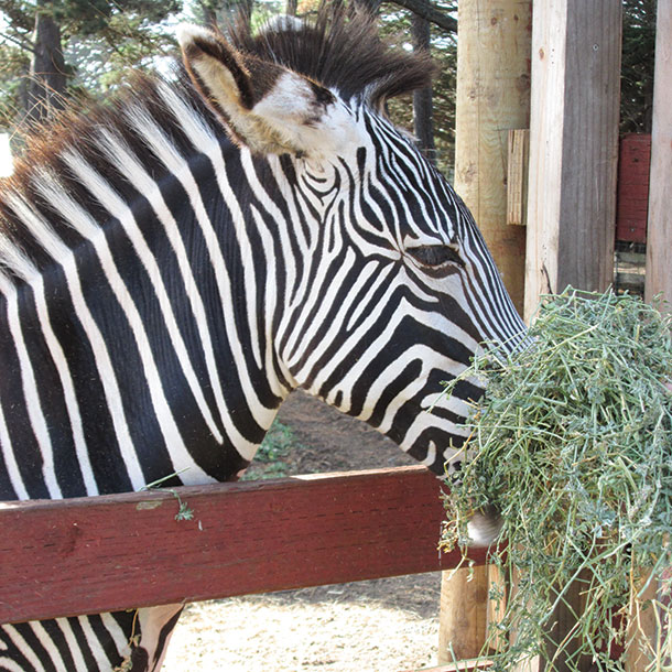 Zebra enjoying some alfalfa
