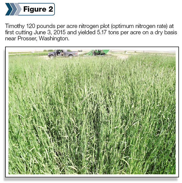 Timothy 120 pounds per acre nitrogen plot