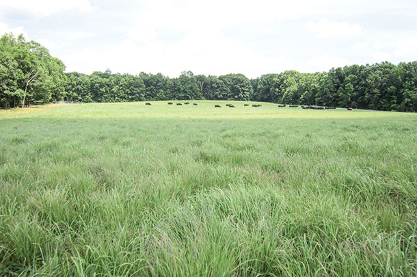 Big bluestem provides high-quality summer pasture 