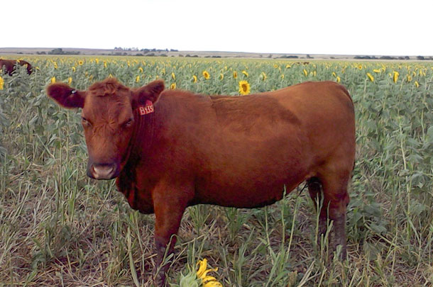 Red Angus eating cover crops