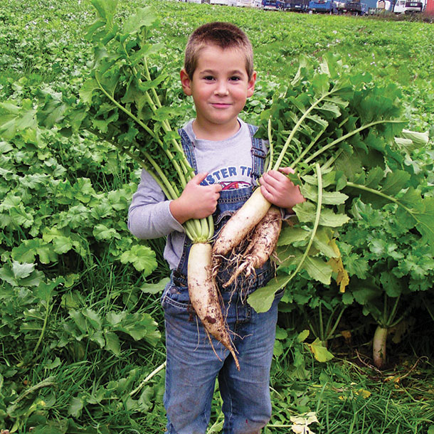 Tanner Frankenfield displays radishes planted with ceral rye 