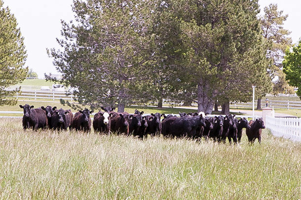 If used correctly, nitrogen fertillizer can be used to improve pasture productivity