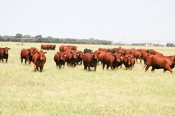 Cattle graze bermudagrass pastres in Texas
