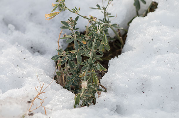 Alfalfa winter hardiness