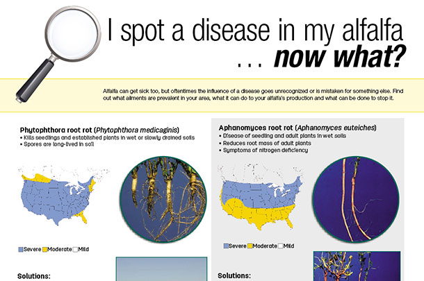 disease in my alfalfa